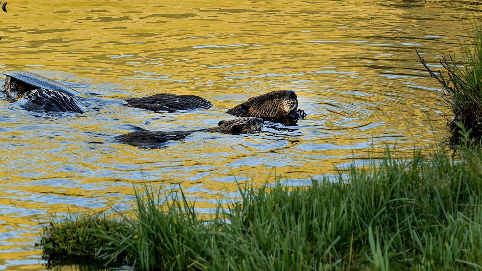 A couple beavers heads and rails peak out of rippling water with grass in the foreground and along the right.